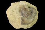 Two Bathonian Ammonite (Oxycerites) Fossils - France #152712-1